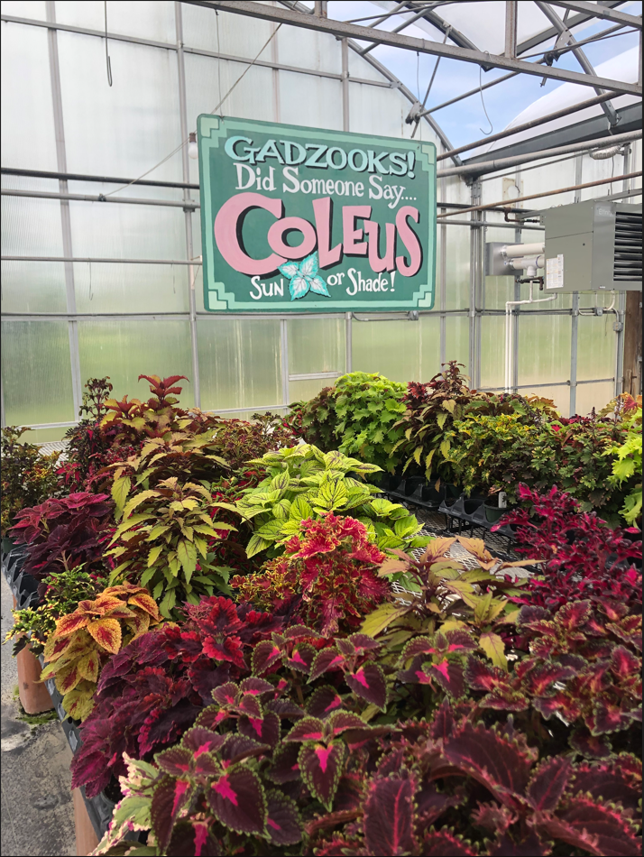 2023 Garden Trends Report recap Garden Center